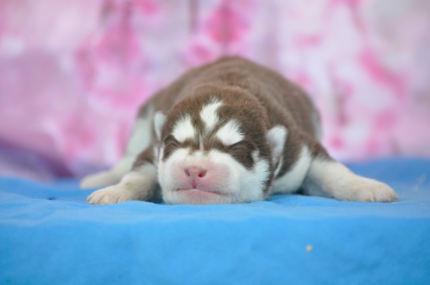 Angel Inside's - Chiots disponibles - Siberian Husky