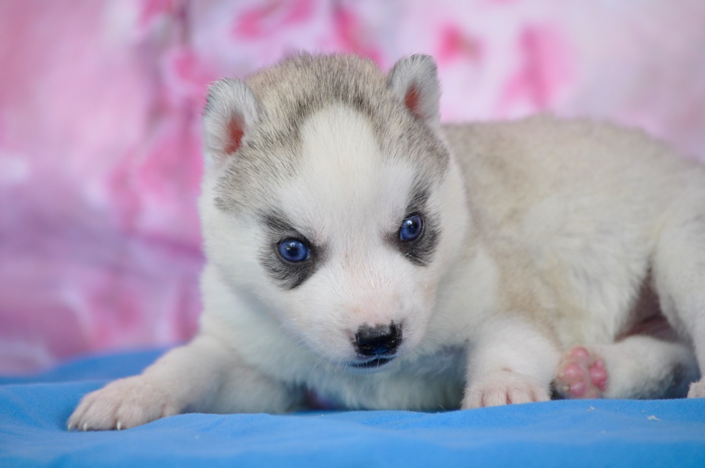 Angel Inside's - Chiots disponibles - Siberian Husky