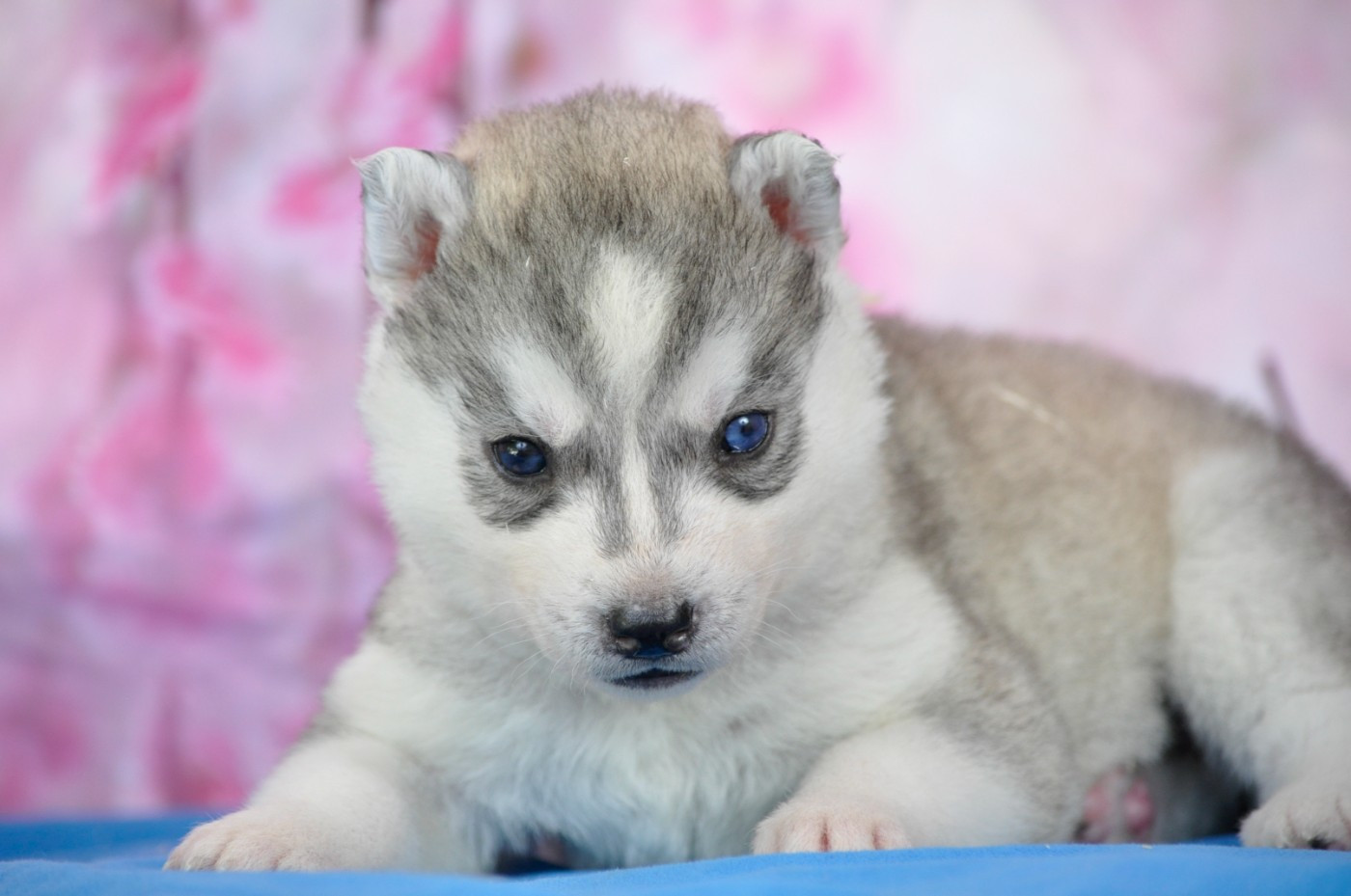 Angel Inside's - Chiots disponibles - Siberian Husky