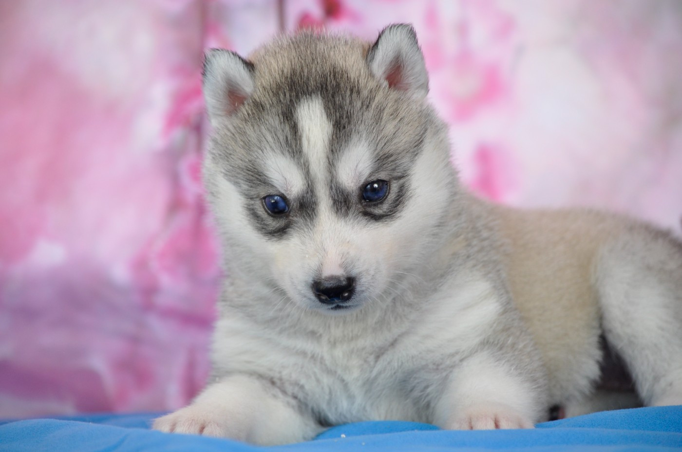 Angel Inside's - Chiots disponibles - Siberian Husky