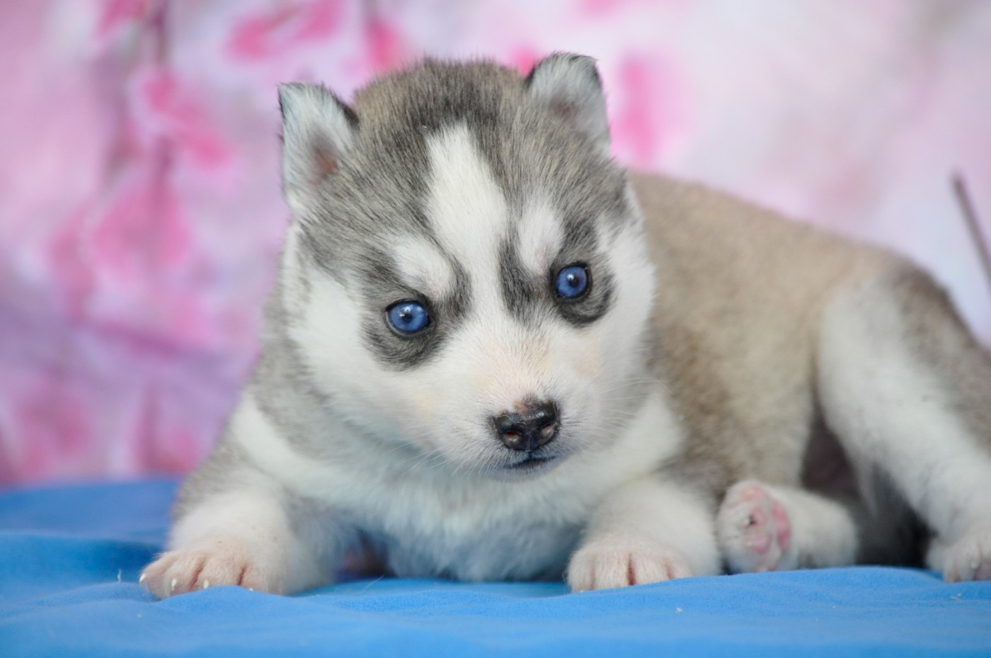 Angel Inside's - Chiots disponibles - Siberian Husky