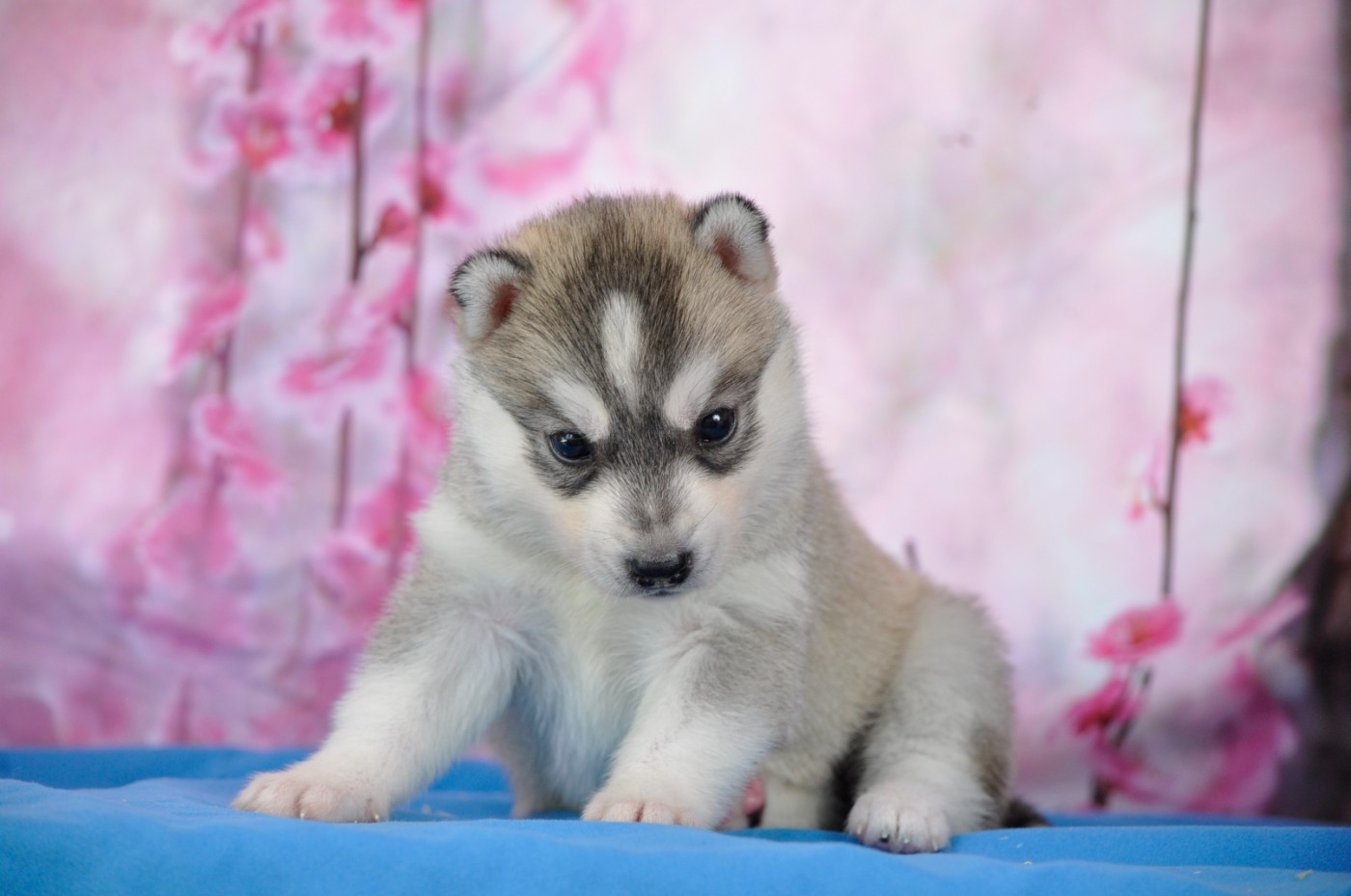 Angel Inside's - Chiots disponibles - Siberian Husky