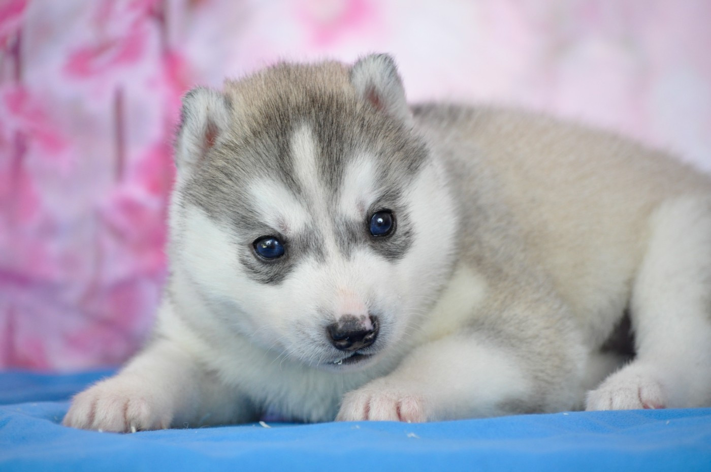 Angel Inside's - Chiots disponibles - Siberian Husky