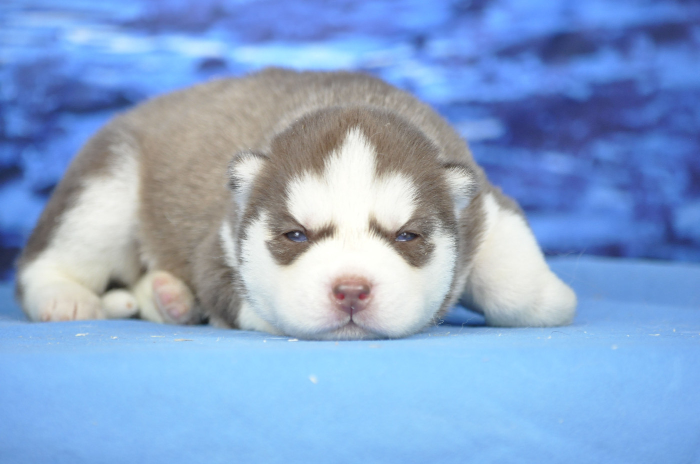 Angel Inside's - Chiots disponibles - Siberian Husky