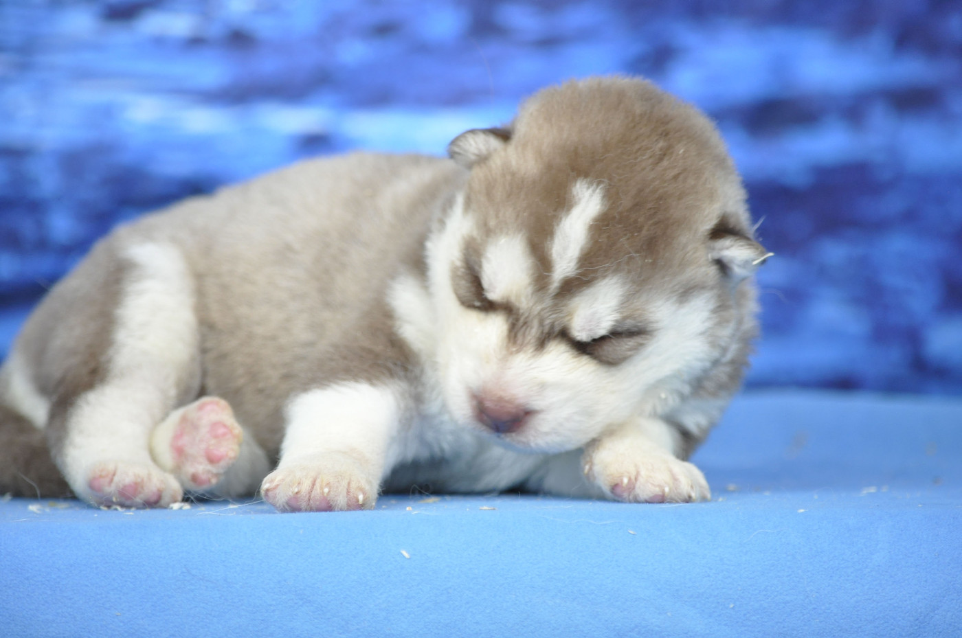 Angel Inside's - Chiots disponibles - Siberian Husky