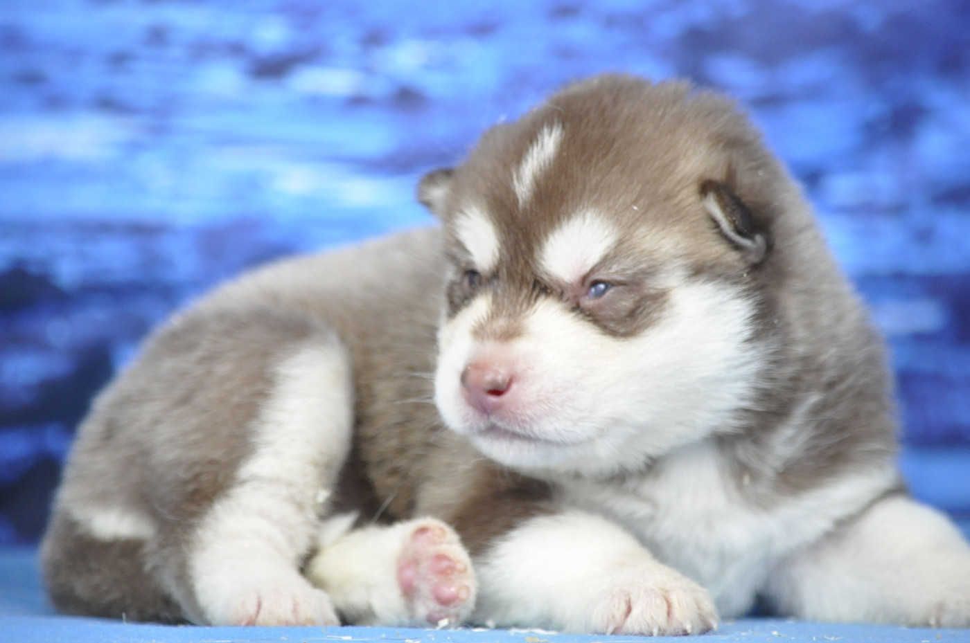 Angel Inside's - Chiots disponibles - Siberian Husky