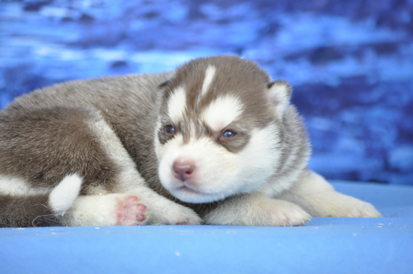 Angel Inside's - Chiots disponibles - Siberian Husky