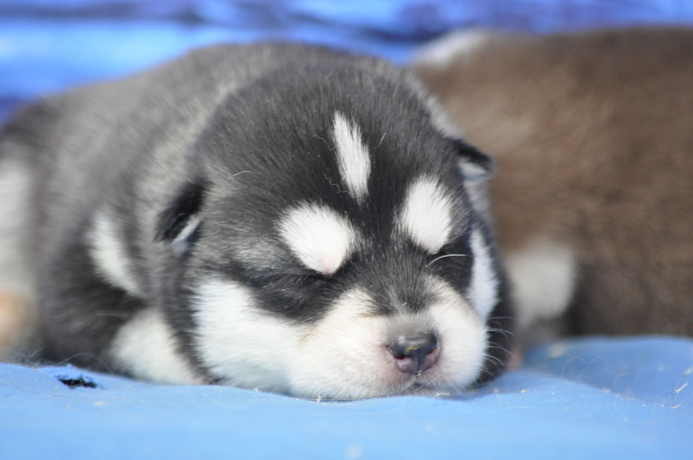 Angel Inside's - Chiots disponibles - Siberian Husky