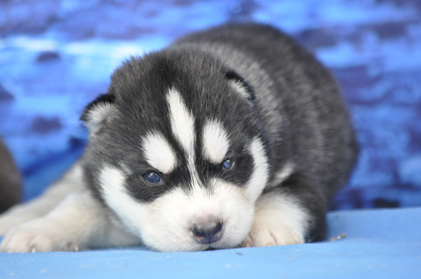 Angel Inside's - Chiots disponibles - Siberian Husky