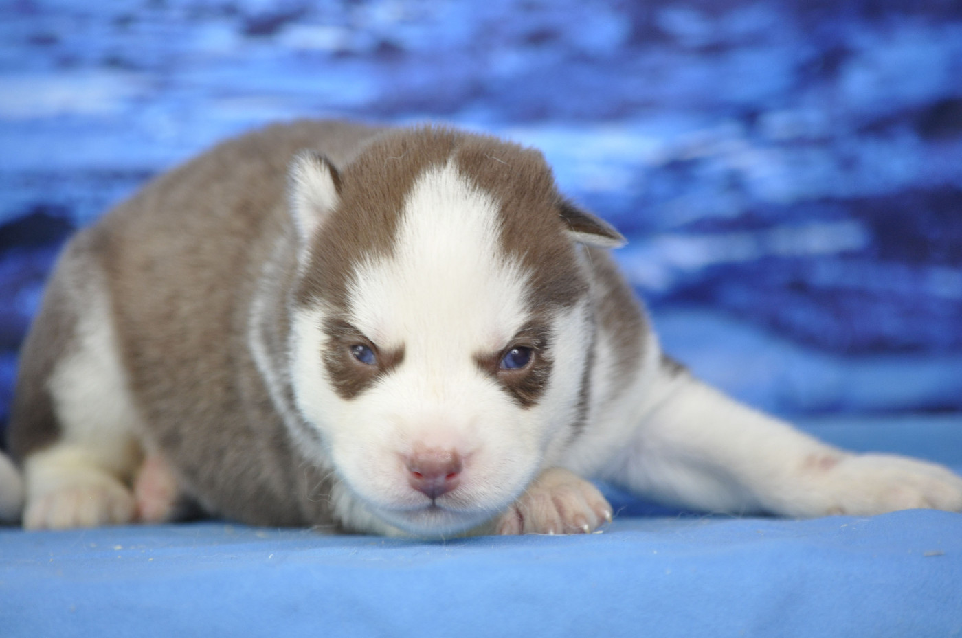 Angel Inside's - Chiots disponibles - Siberian Husky