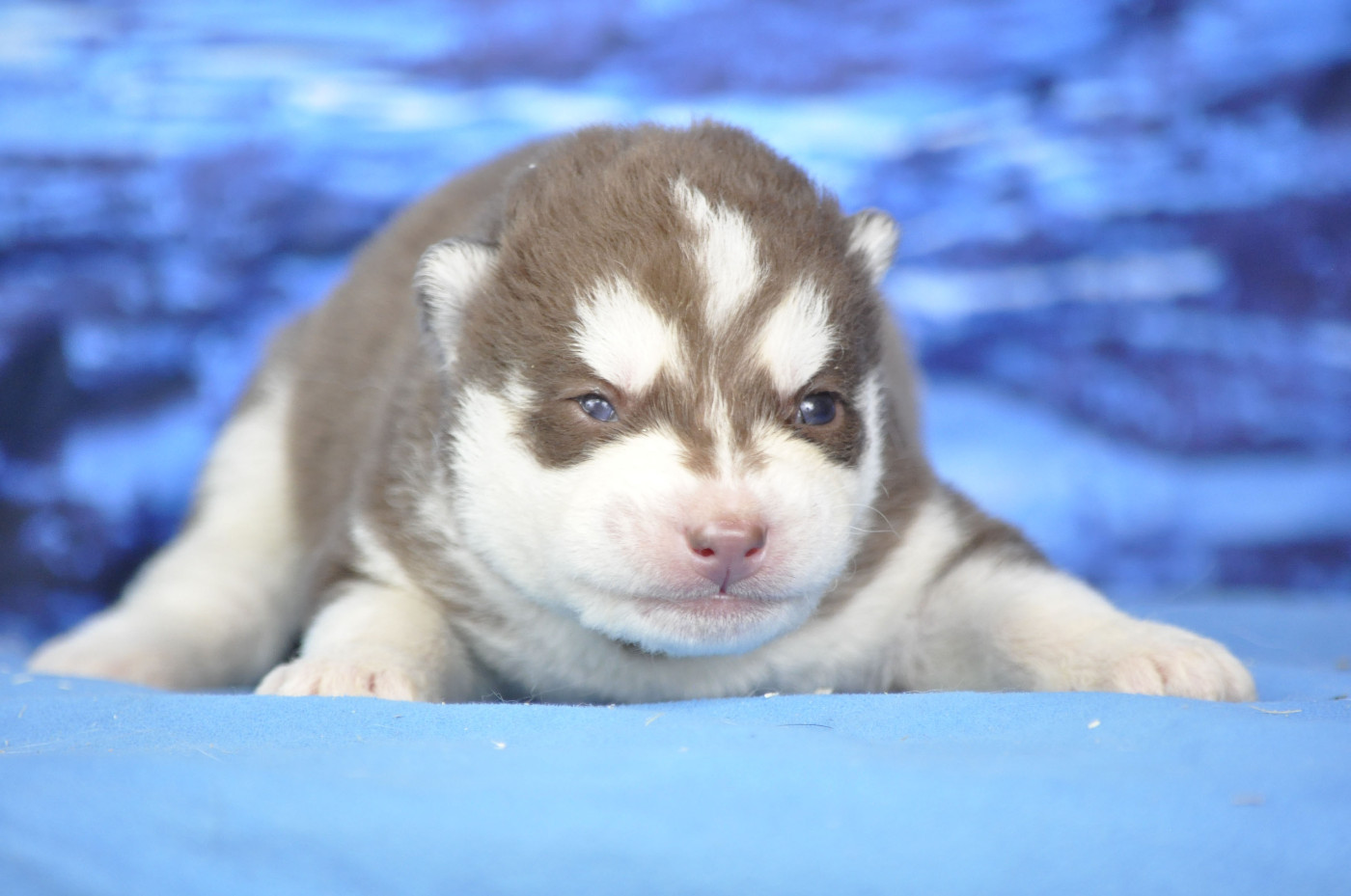 Angel Inside's - Chiots disponibles - Siberian Husky