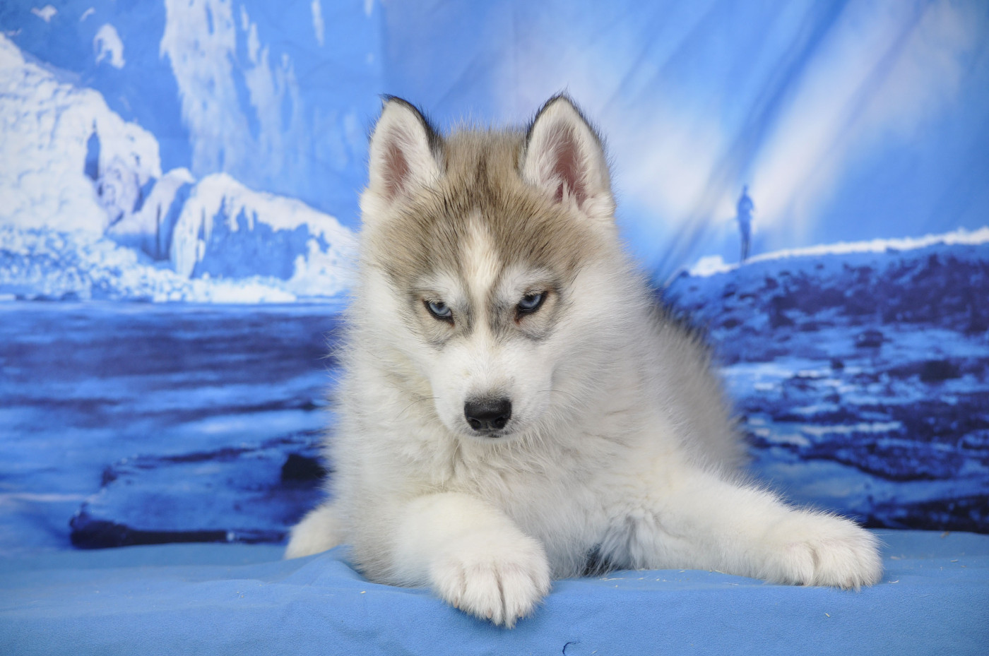 Angel Inside's - Chiots disponibles - Siberian Husky
