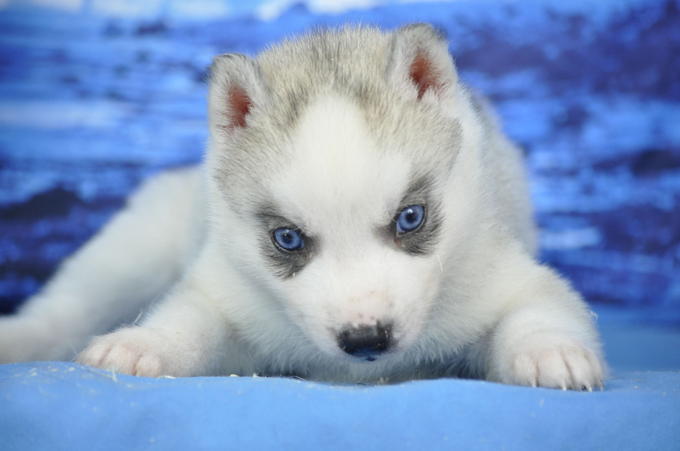 Angel Inside's - Chiots disponibles - Siberian Husky