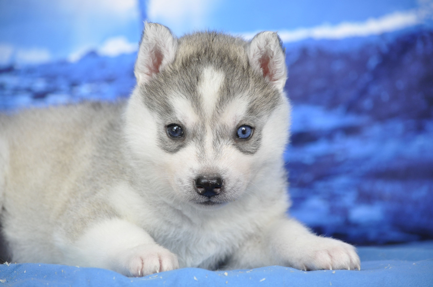 Angel Inside's - Chiots disponibles - Siberian Husky