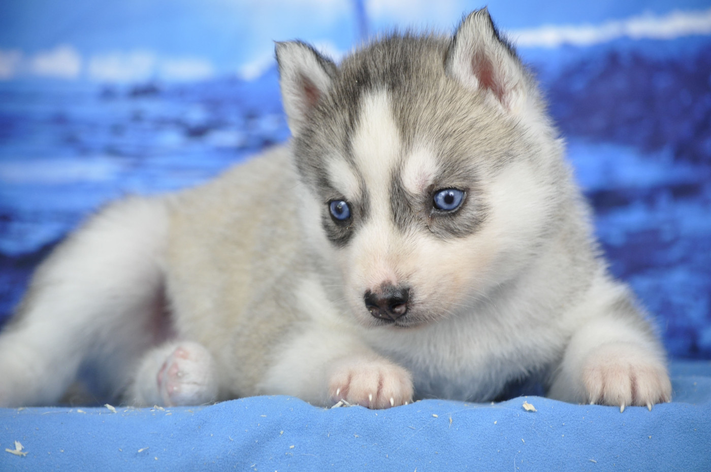 Angel Inside's - Chiots disponibles - Siberian Husky