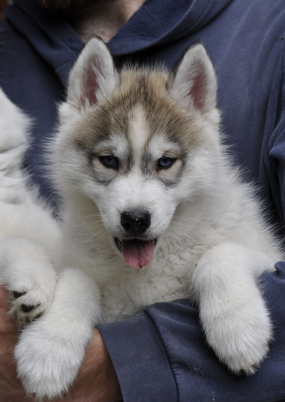 Angel Inside's - Chiots disponibles - Siberian Husky