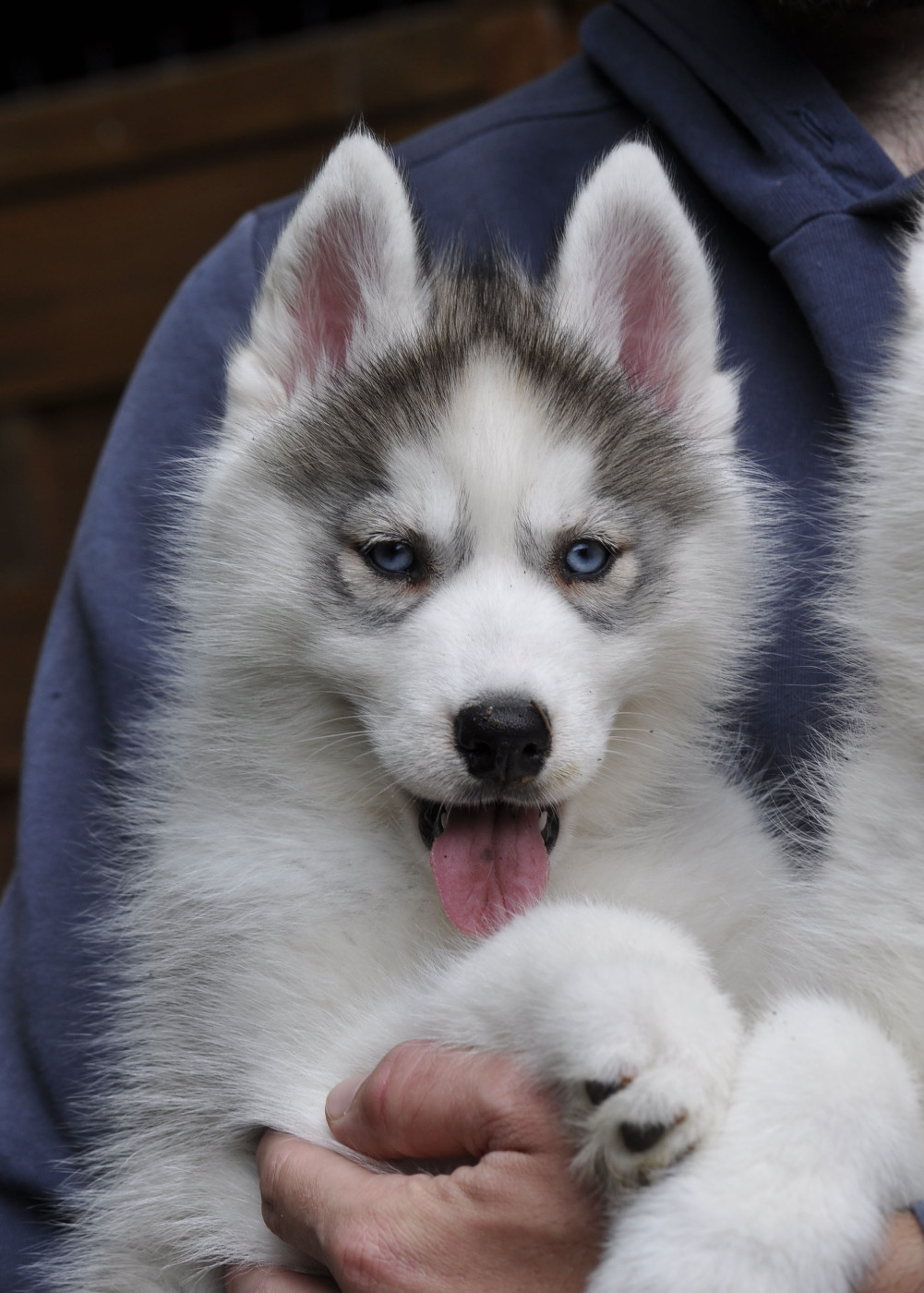 Angel Inside's - Chiots disponibles - Siberian Husky