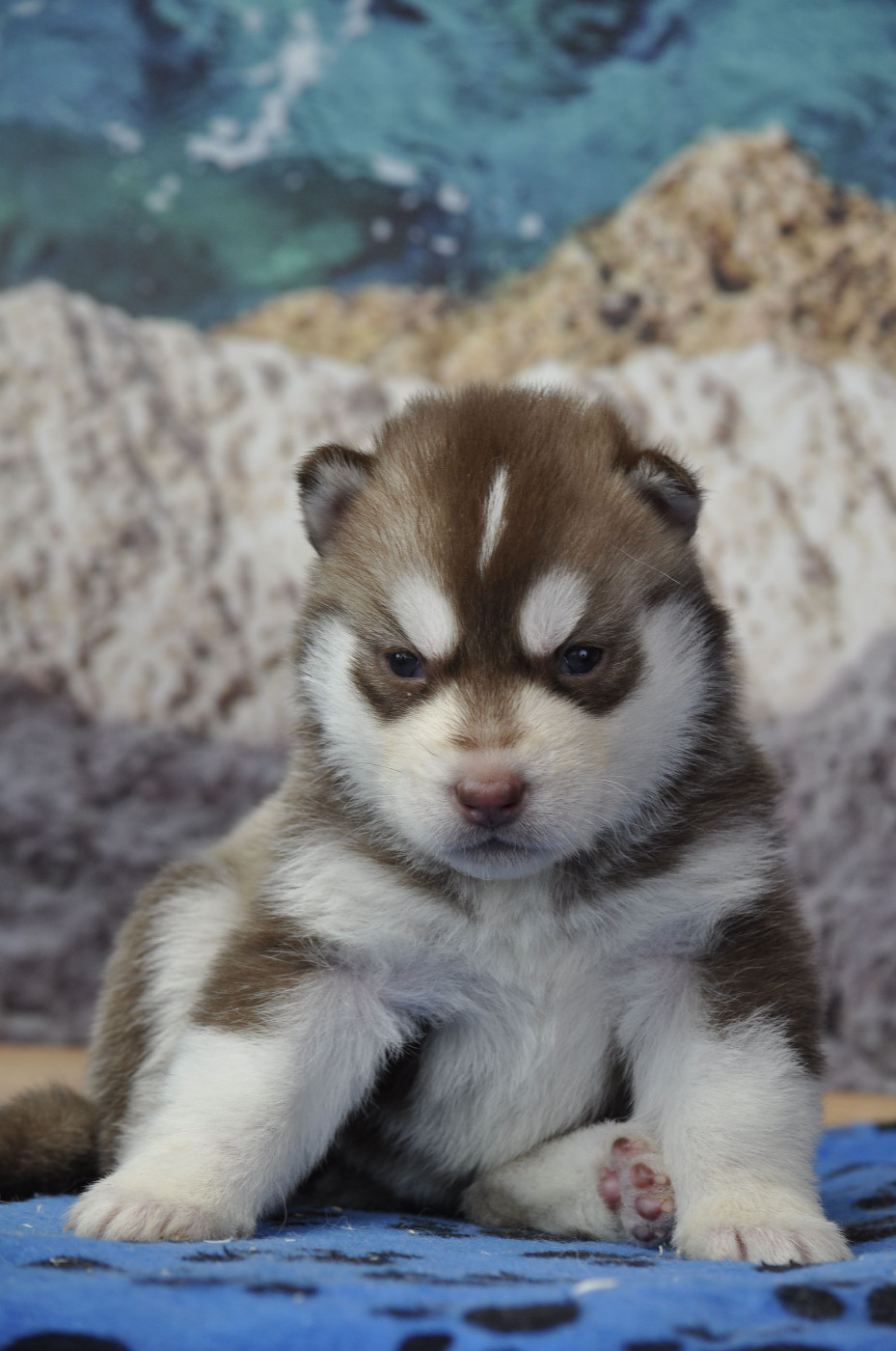 Angel Inside's - Chiots disponibles - Siberian Husky
