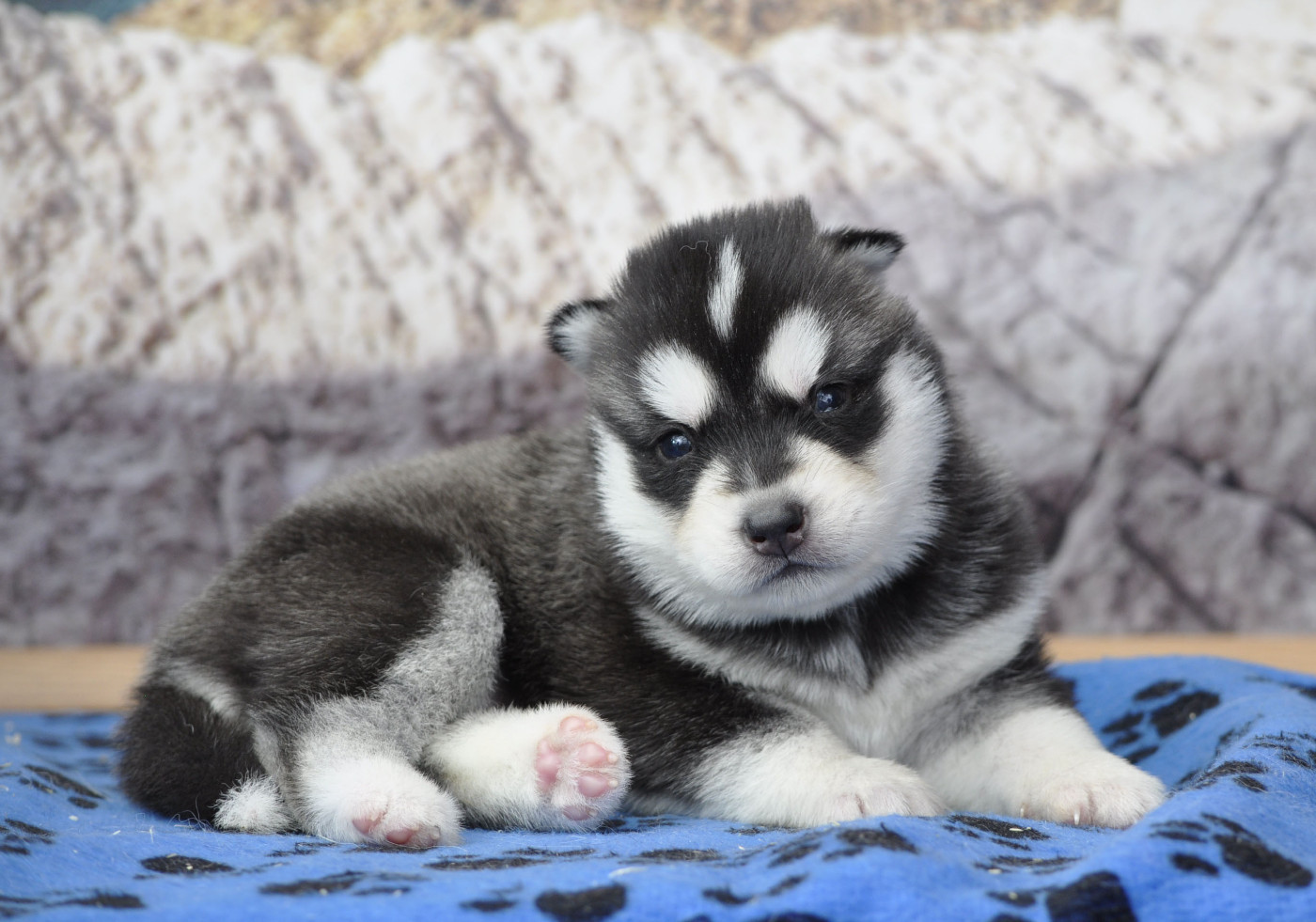 Angel Inside's - Chiots disponibles - Siberian Husky
