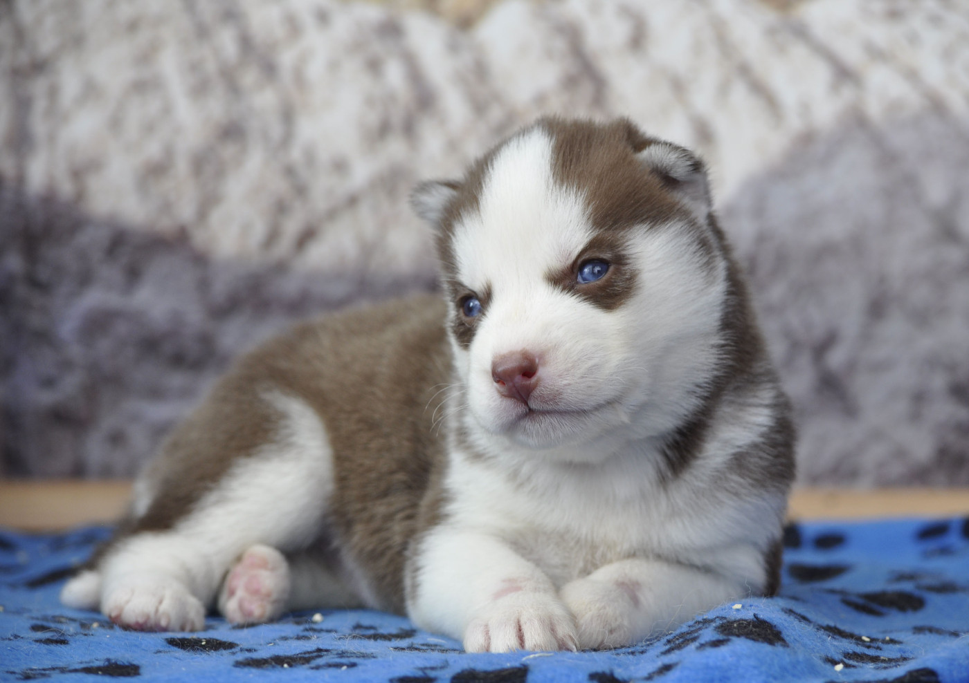 Angel Inside's - Chiots disponibles - Siberian Husky