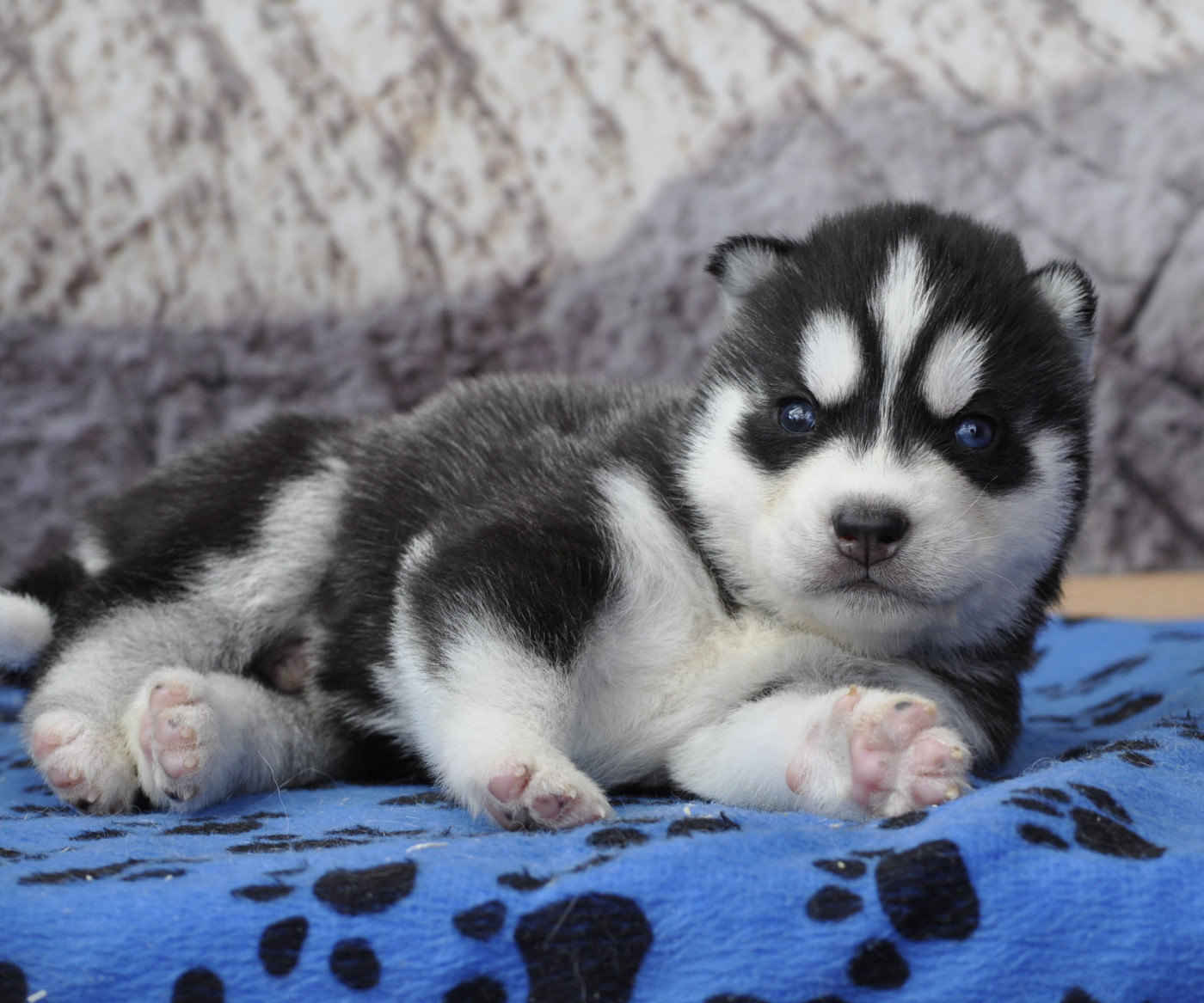 Angel Inside's - Chiots disponibles - Siberian Husky