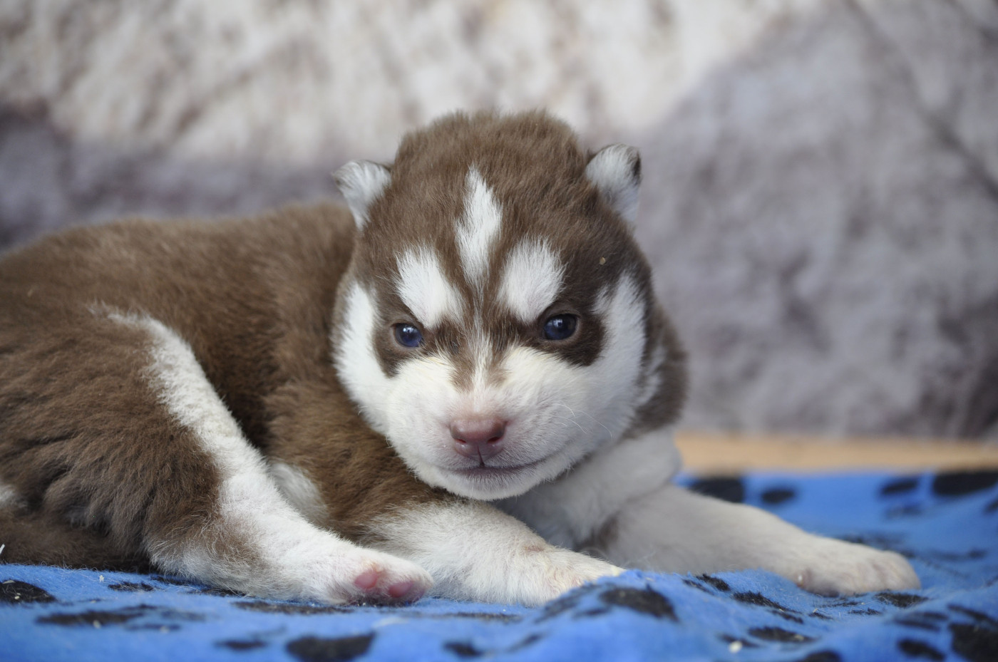 Angel Inside's - Chiots disponibles - Siberian Husky