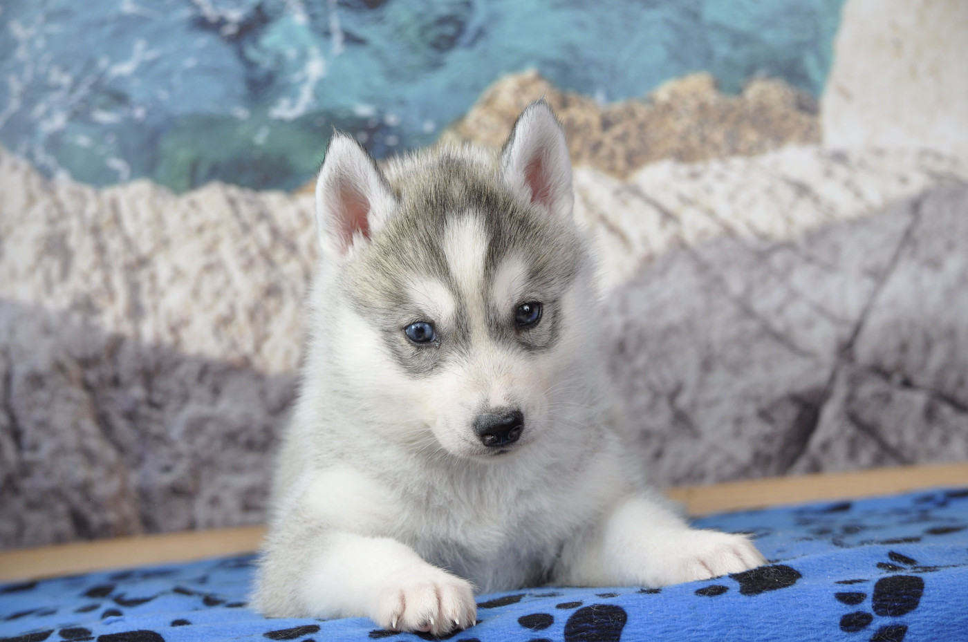 Angel Inside's - Chiots disponibles - Siberian Husky