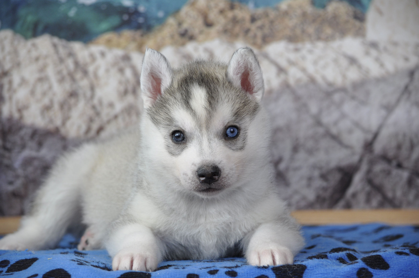 Angel Inside's - Chiots disponibles - Siberian Husky