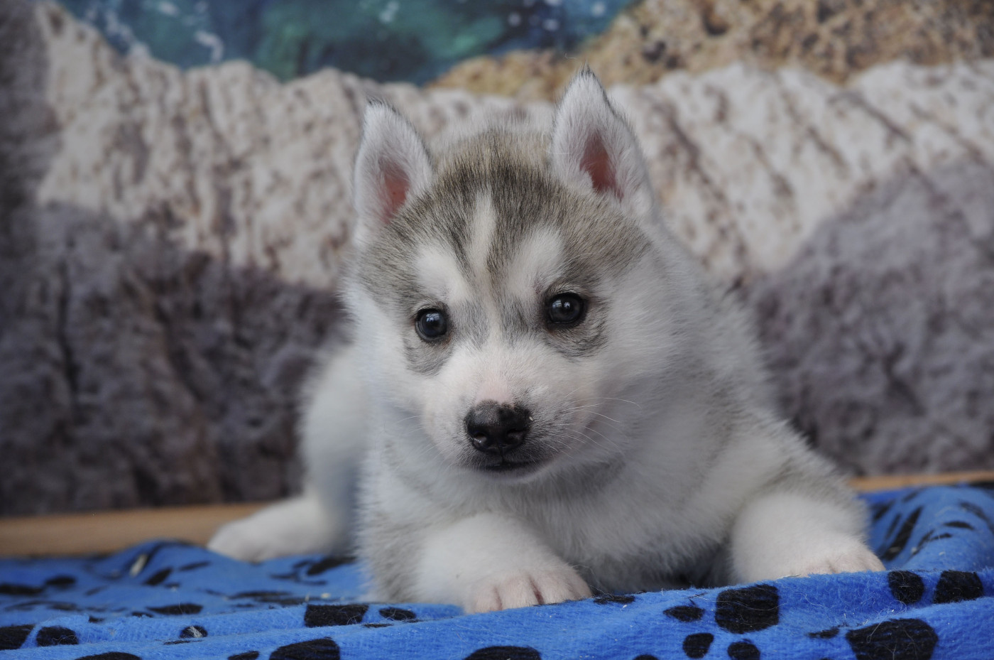 Angel Inside's - Chiots disponibles - Siberian Husky