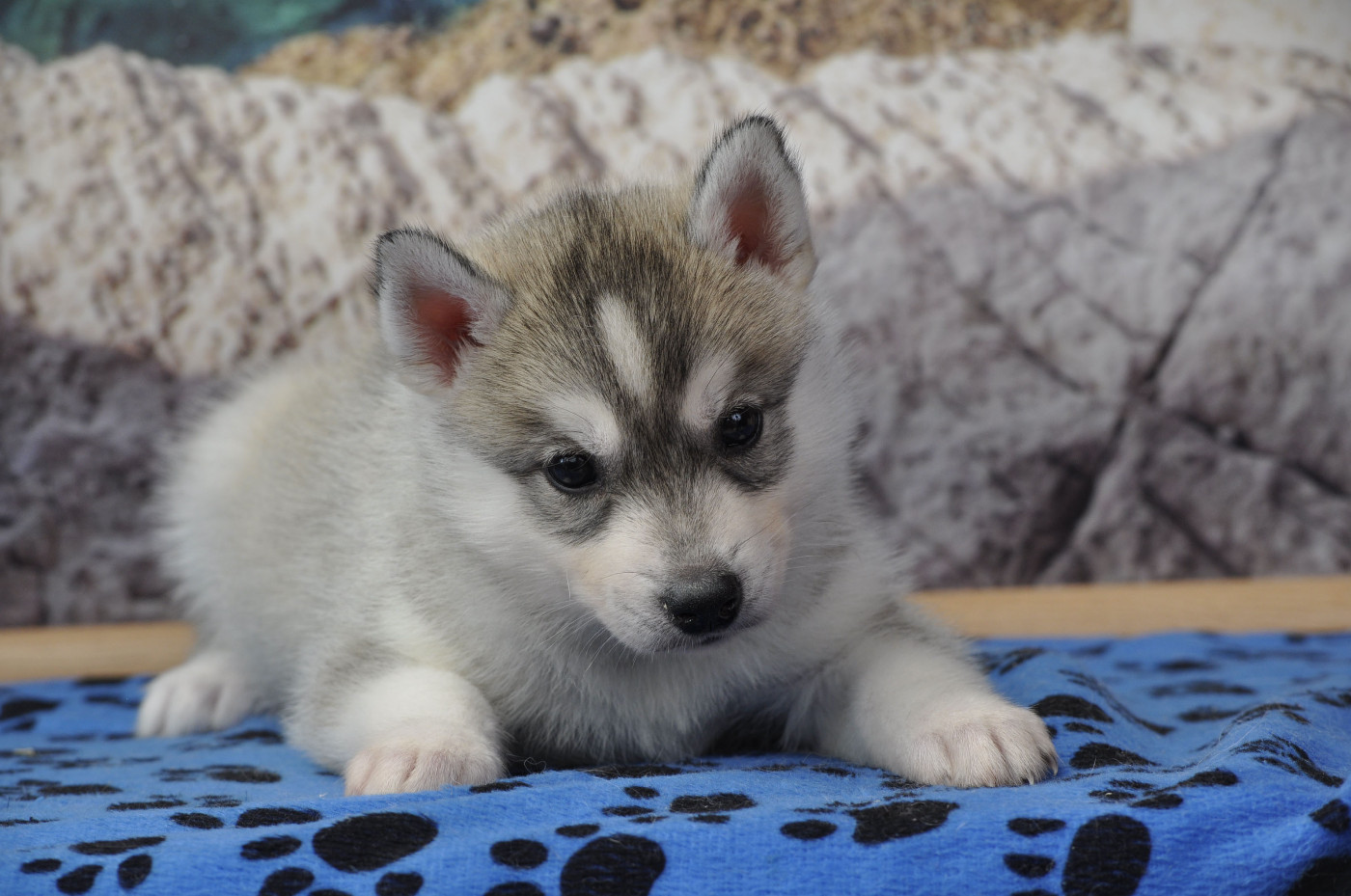 Angel Inside's - Chiots disponibles - Siberian Husky