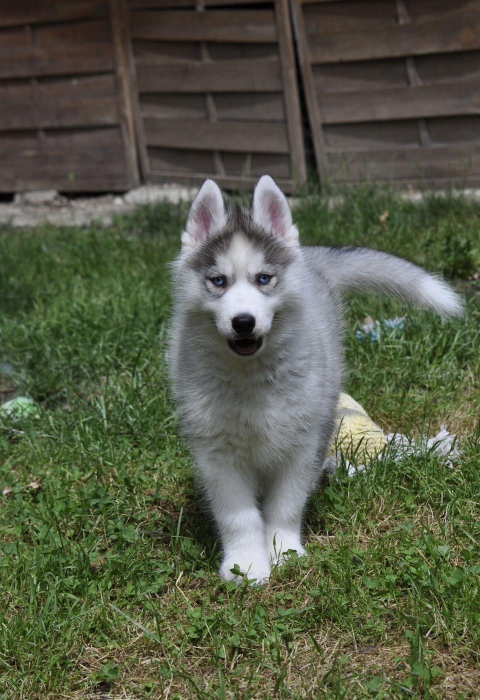 Angel Inside's - Siberian Husky - Portée née le 03/04/2026