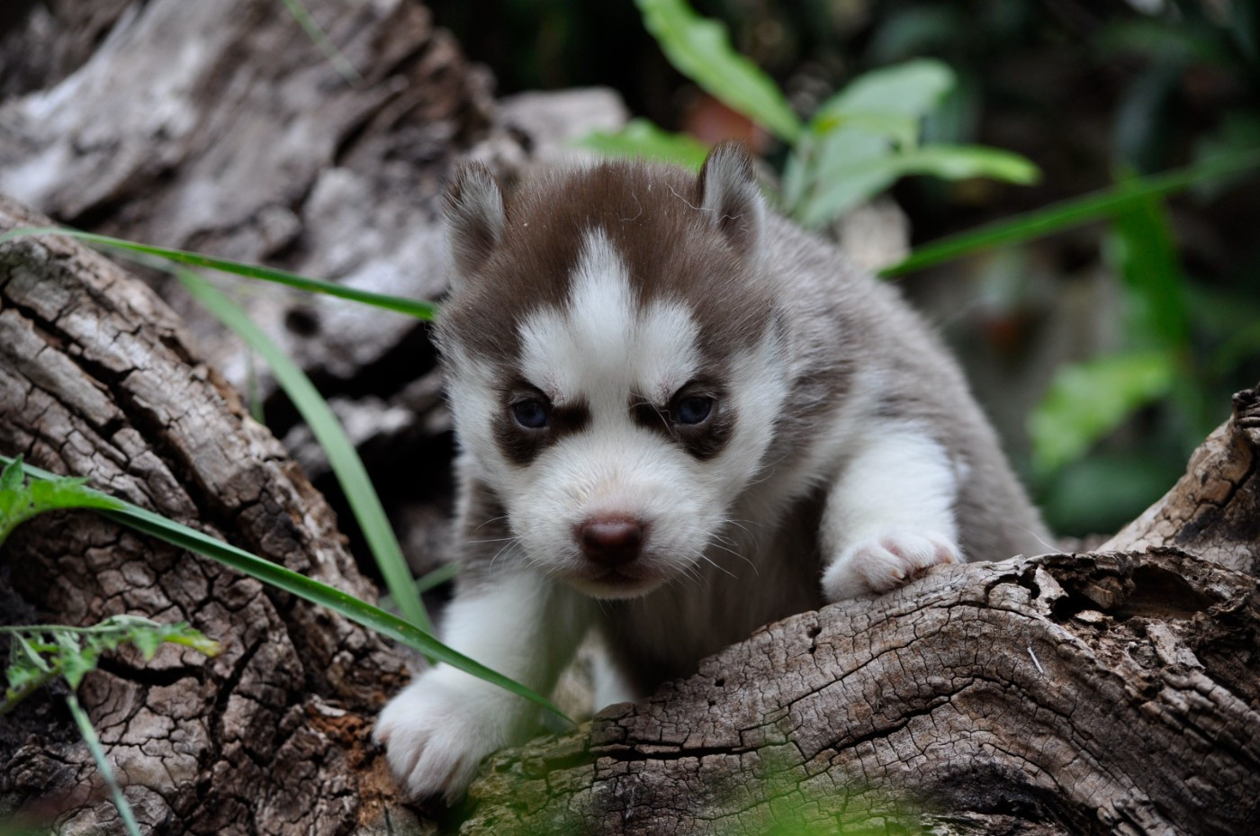 Angel Inside's - Chiots disponibles - Siberian Husky