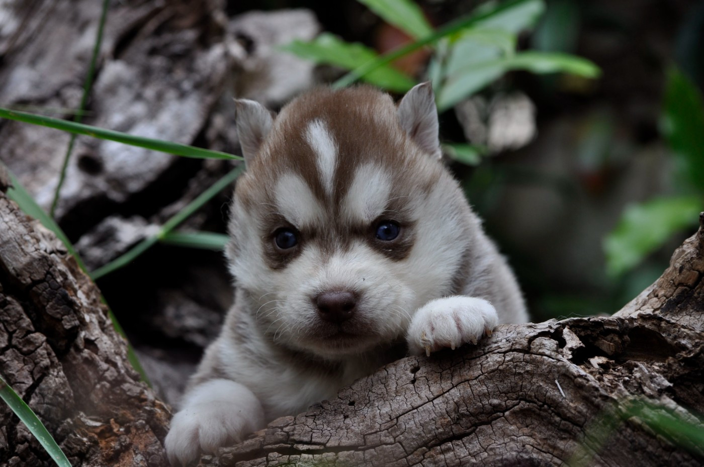 Angel Inside's - Chiots disponibles - Siberian Husky