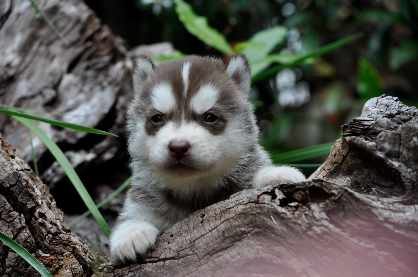 Angel Inside's - Chiots disponibles - Siberian Husky