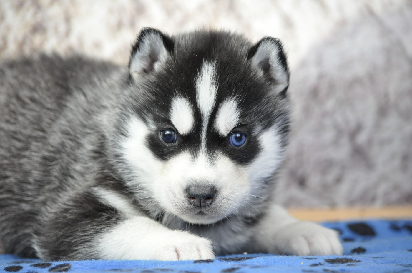 Angel Inside's - Chiots disponibles - Siberian Husky