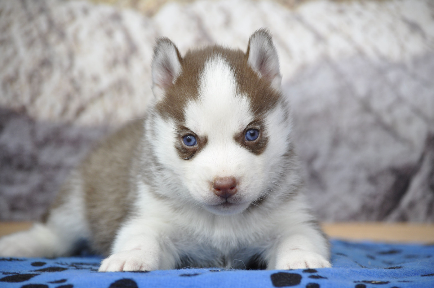 Angel Inside's - Chiots disponibles - Siberian Husky