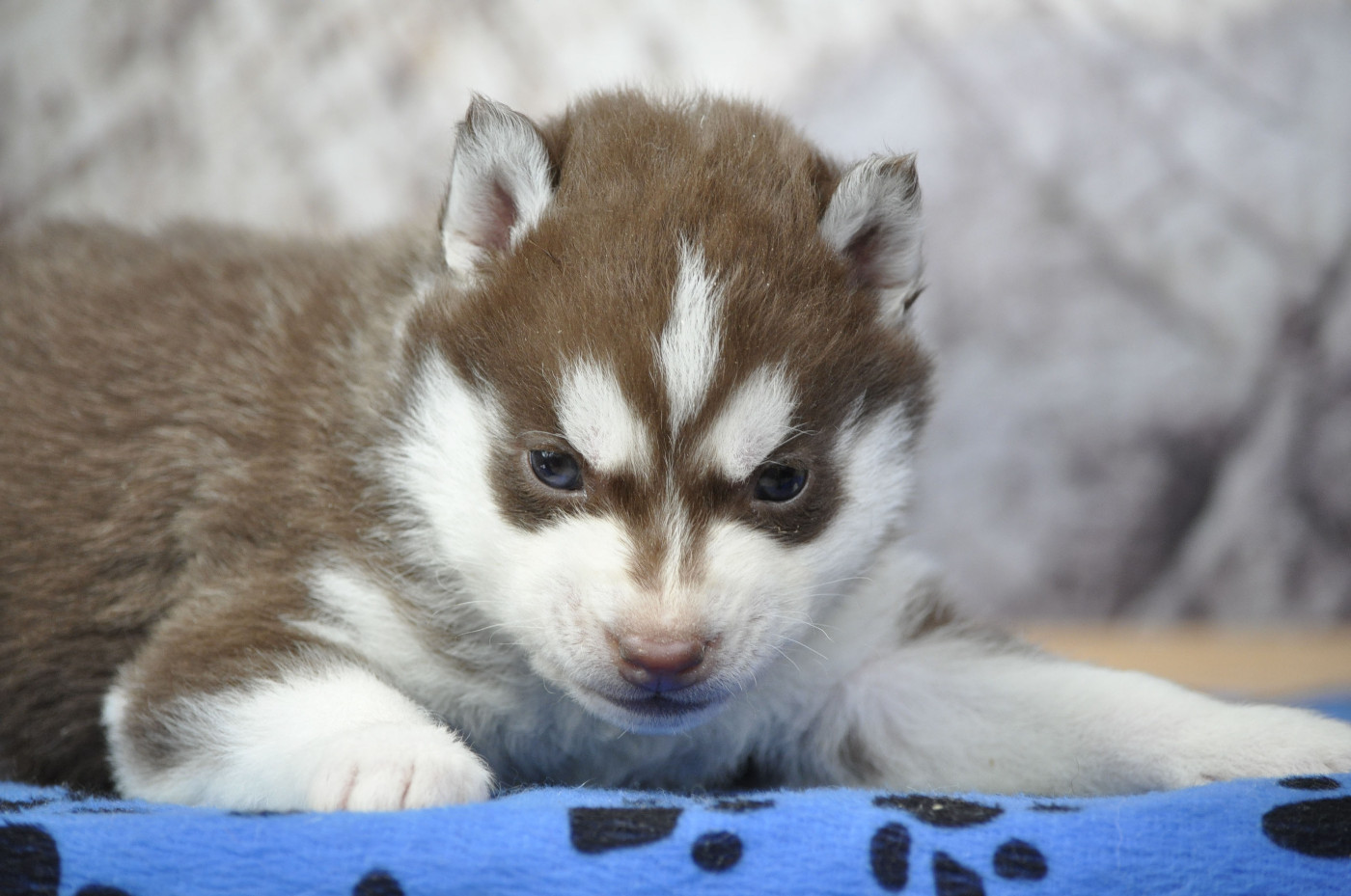 Angel Inside's - Chiots disponibles - Siberian Husky