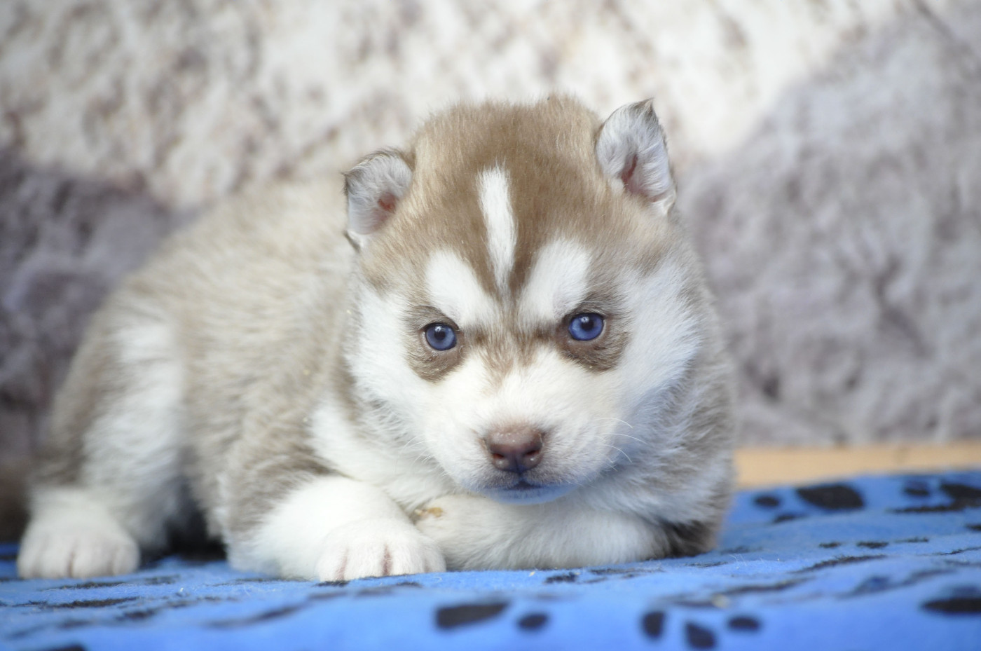 Angel Inside's - Chiots disponibles - Siberian Husky