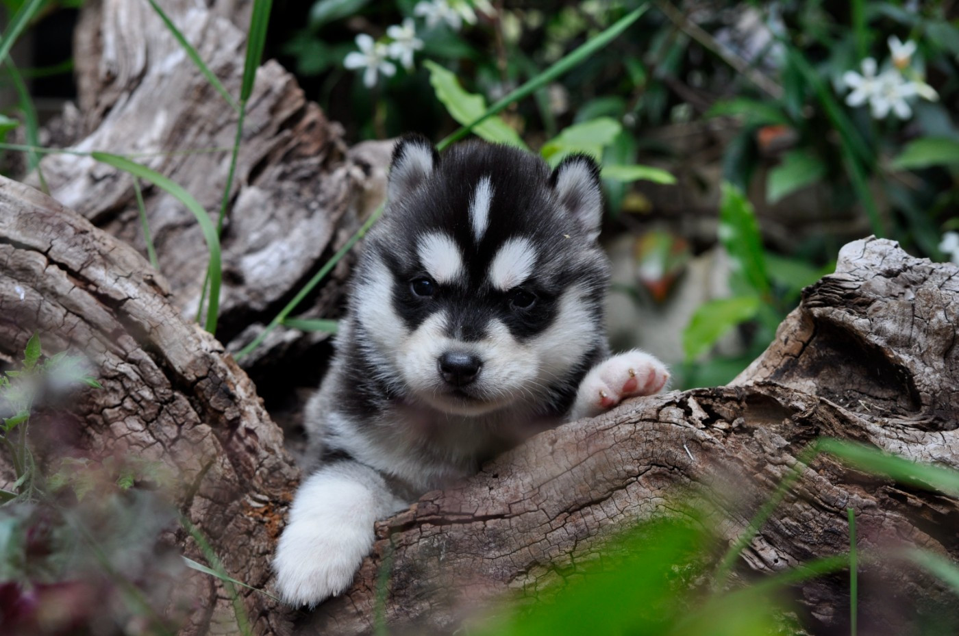 Angel Inside's - Chiots disponibles - Siberian Husky
