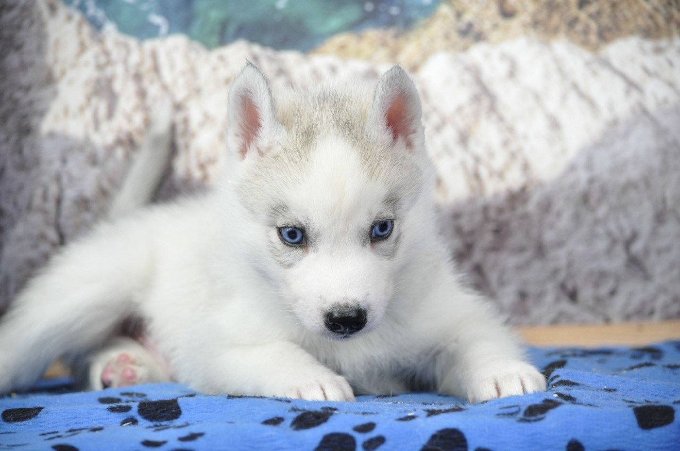 Angel Inside's - Chiots disponibles - Siberian Husky