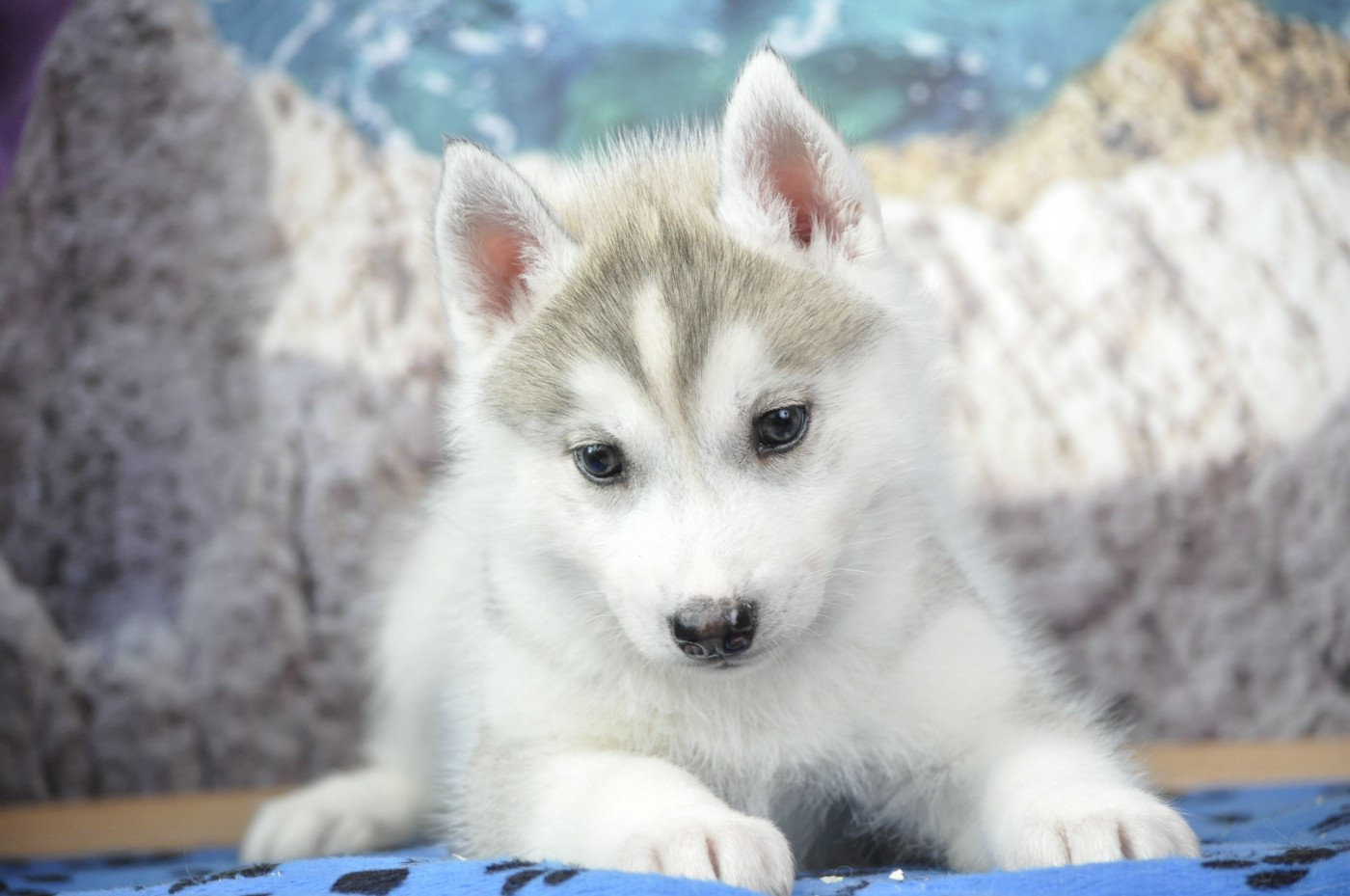 Angel Inside's - Chiots disponibles - Siberian Husky