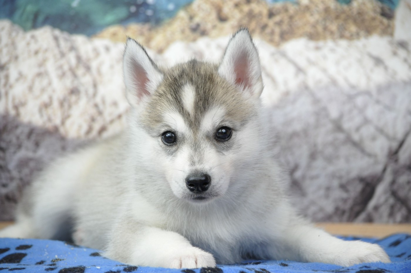 Angel Inside's - Chiots disponibles - Siberian Husky