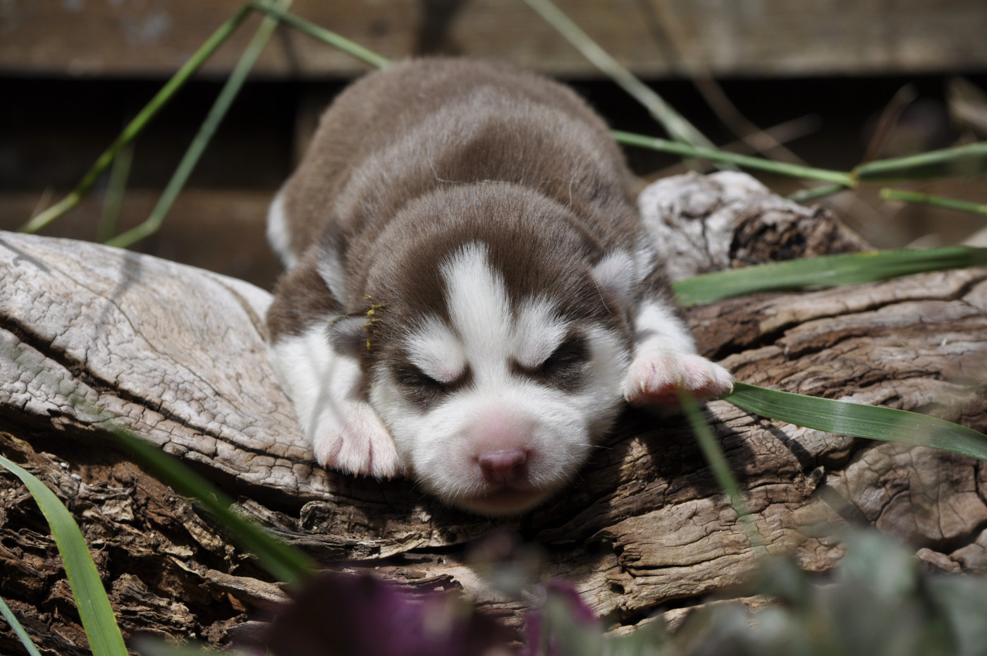 Chiot Siberian Husky Angel Inside's