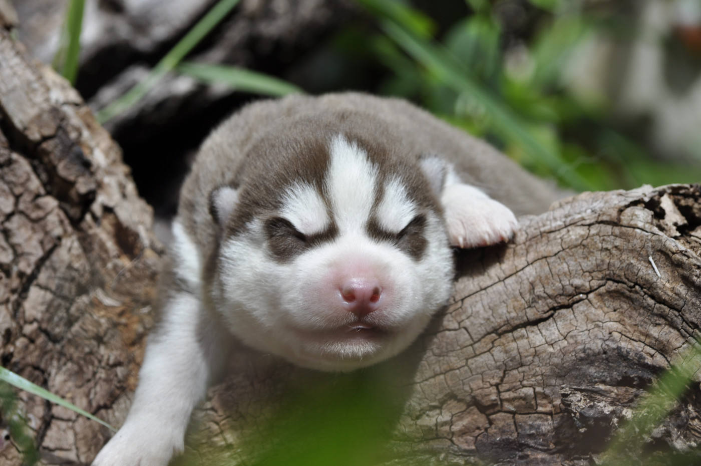 Angel Inside's - Chiots disponibles - Siberian Husky
