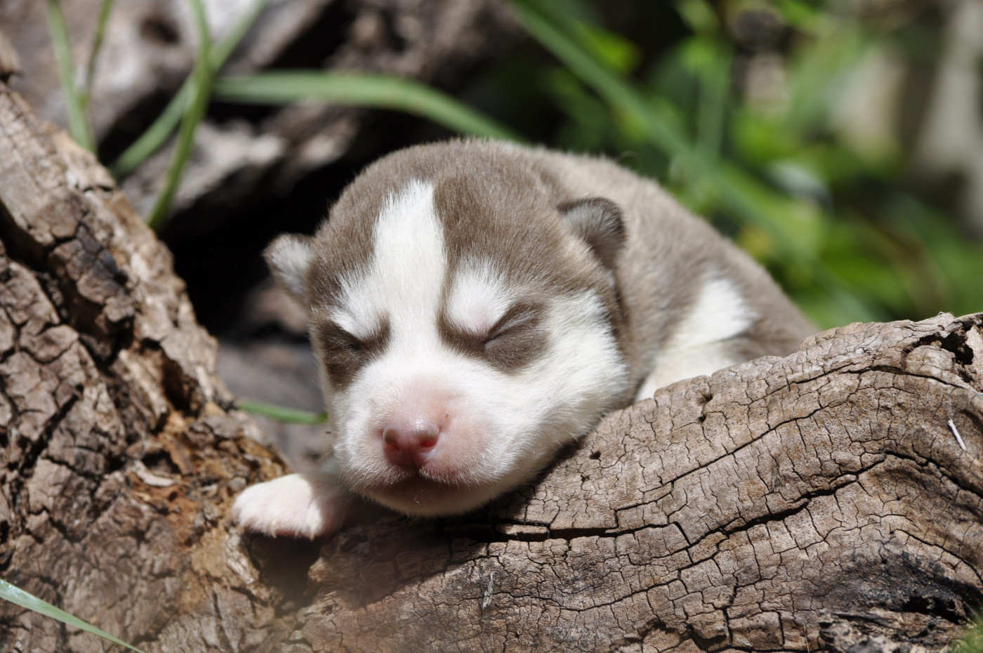 Angel Inside's - Chiots disponibles - Siberian Husky