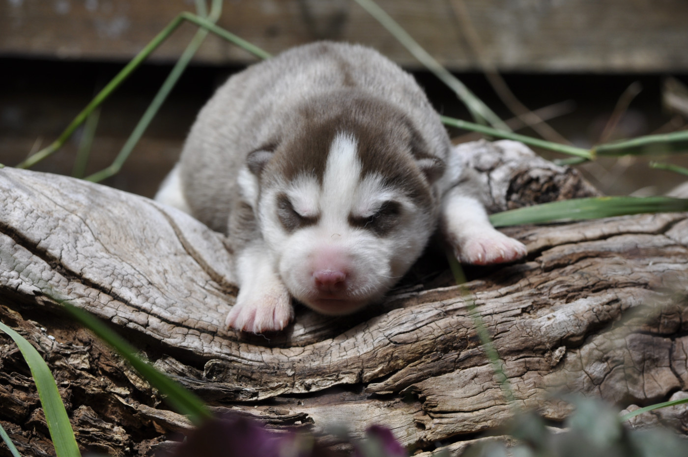 Angel Inside's - Chiots disponibles - Siberian Husky