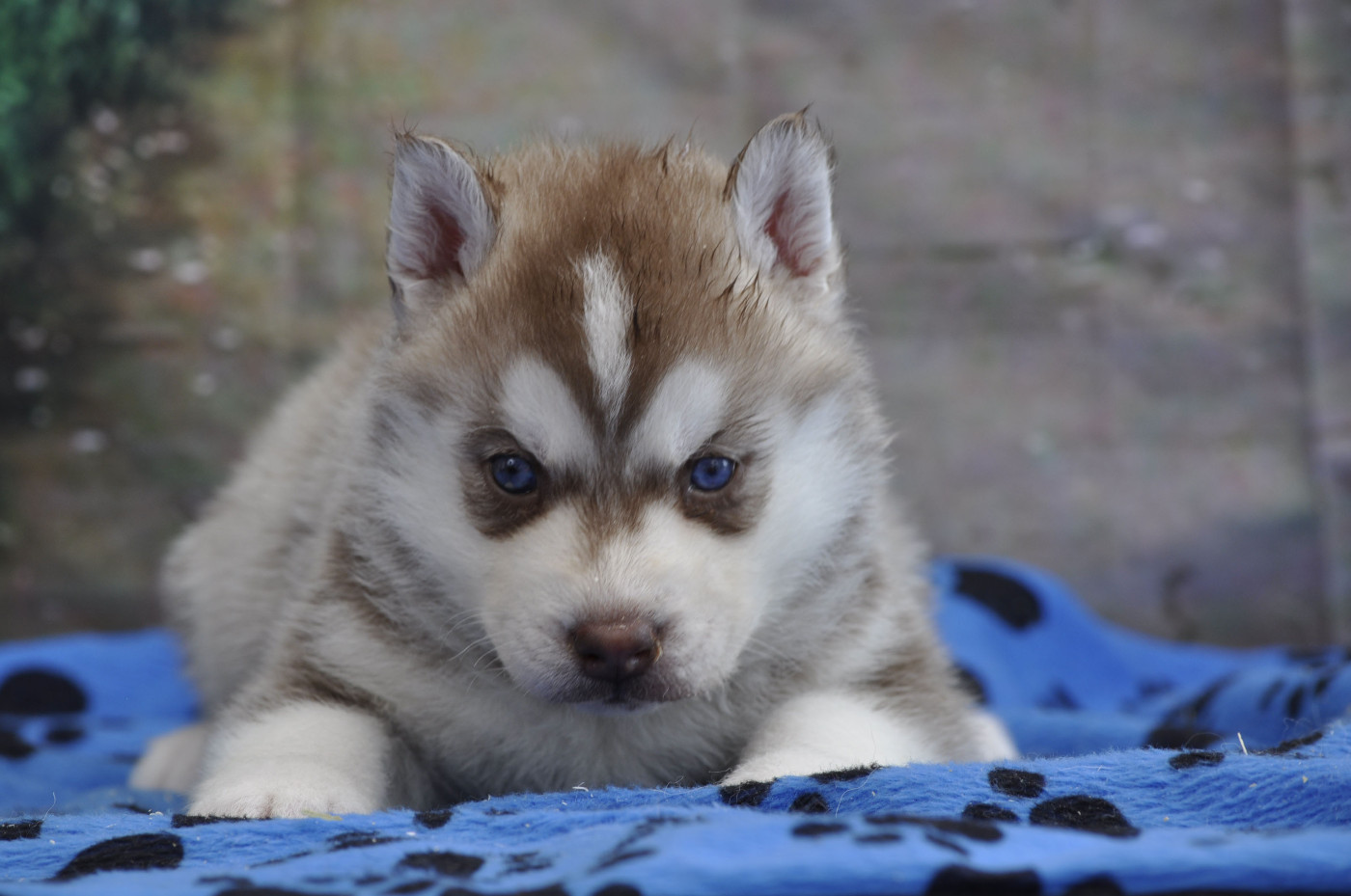 Angel Inside's - Chiots disponibles - Siberian Husky