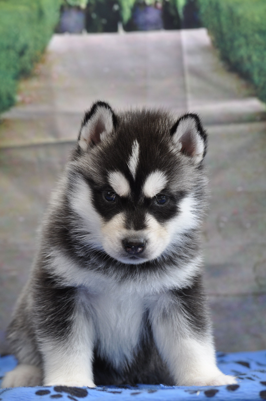 Angel Inside's - Chiots disponibles - Siberian Husky