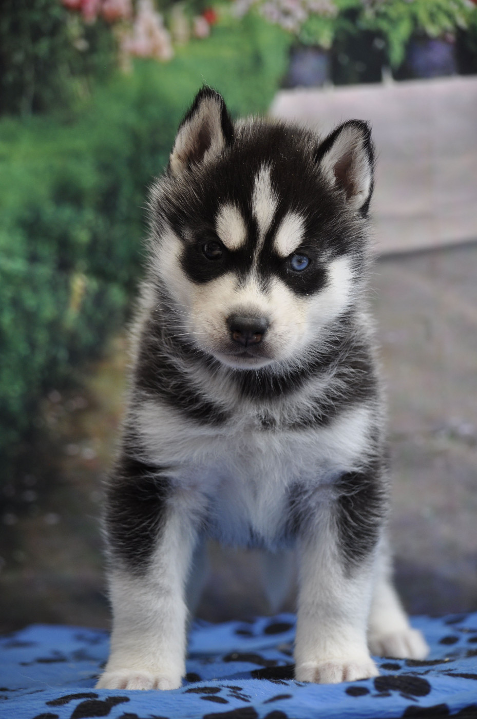 Angel Inside's - Chiots disponibles - Siberian Husky