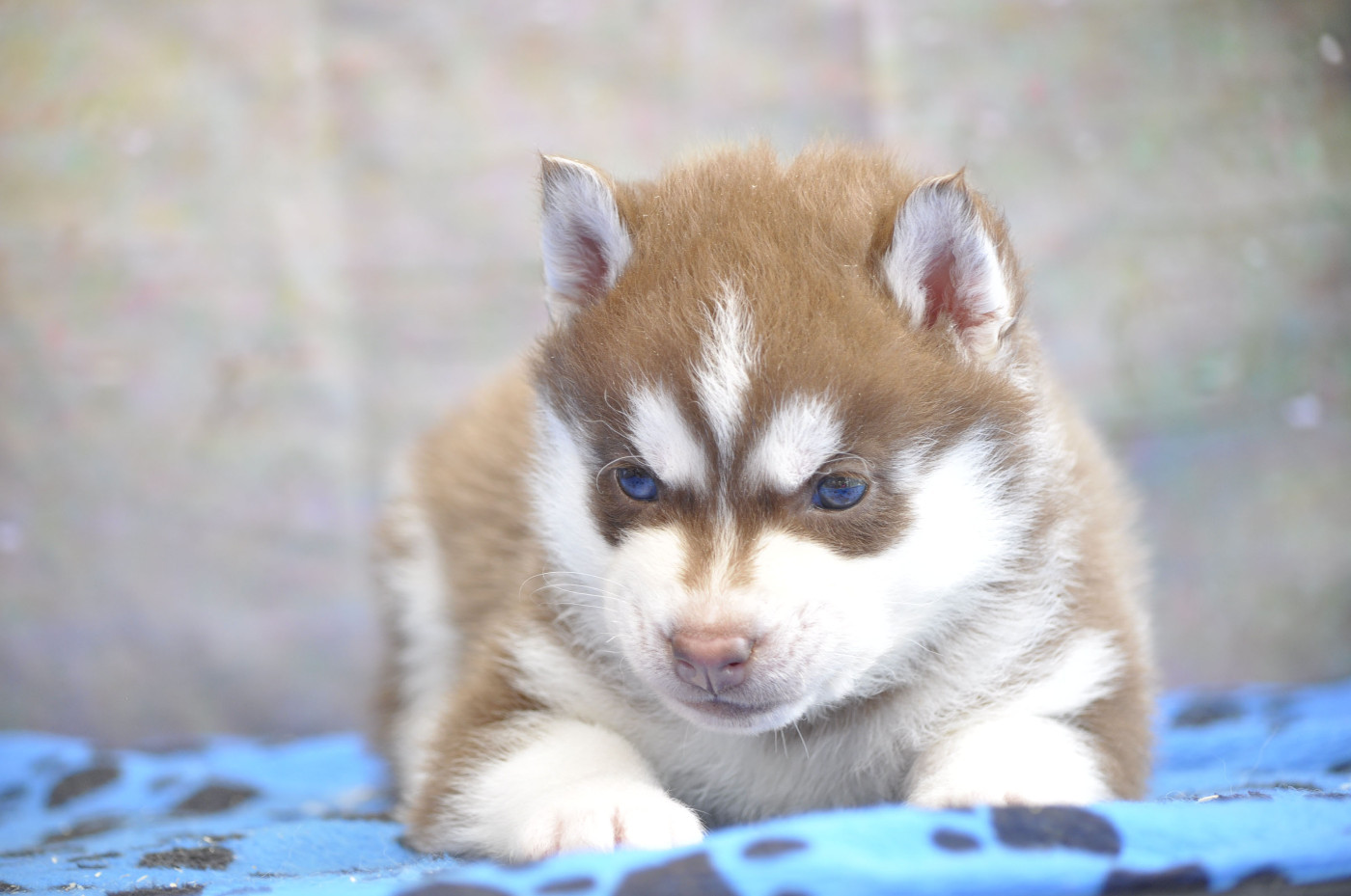 Angel Inside's - Chiots disponibles - Siberian Husky